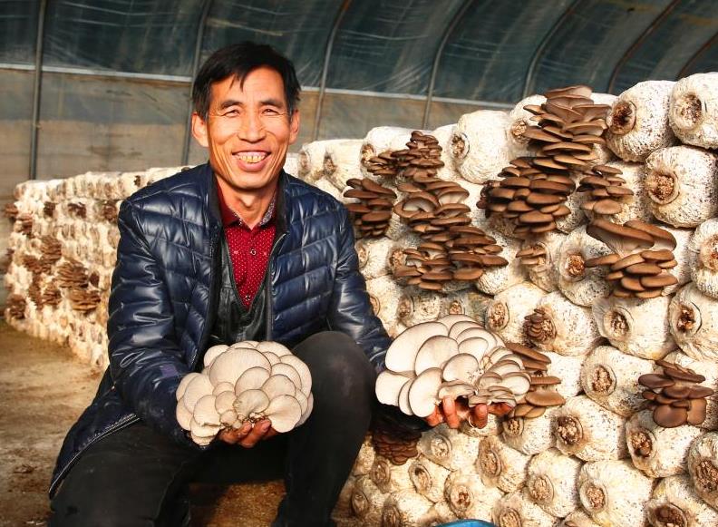 食用菌撐起致富傘