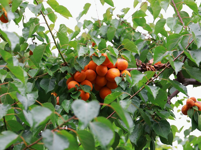 山西太原:杏子壓枝黃半熟【6】