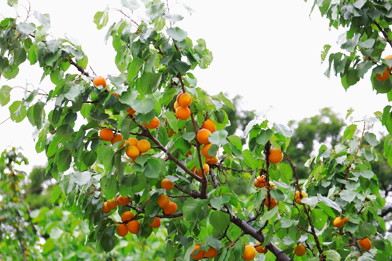 山西太原:杏子壓枝黃半熟【2】