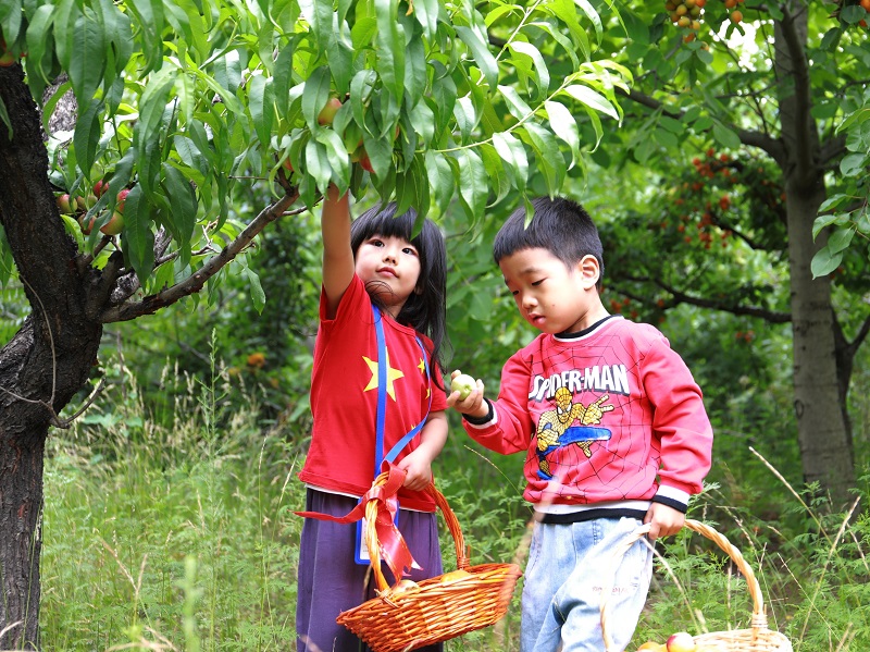 山西太原:杏子壓枝黃半熟【4】
