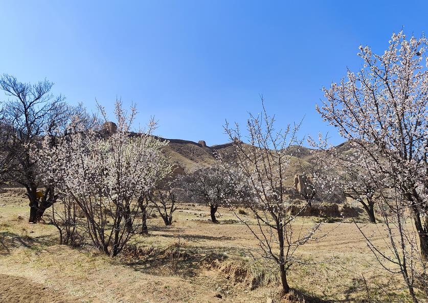 春景美如畫！天鎮縣杏花綻放惹人醉