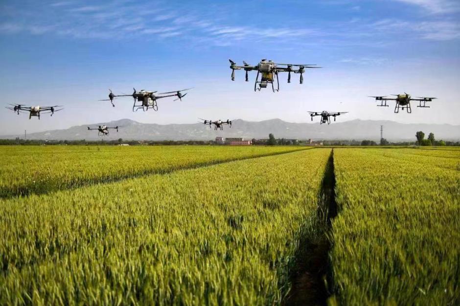 優良麥種讓“飯碗”端得更穩