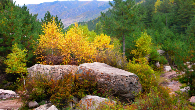 黑龍寺森林生態游覽區