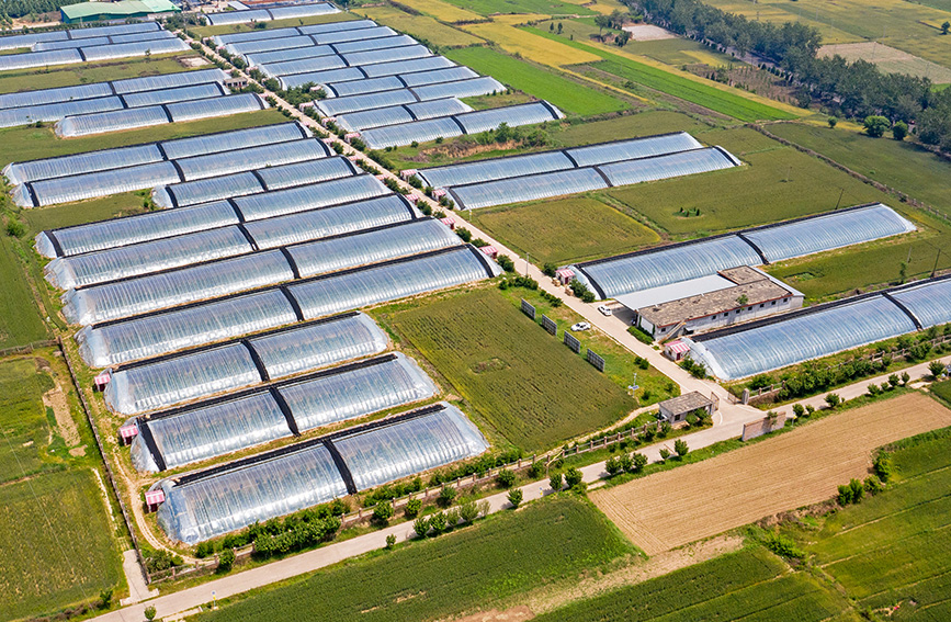 小小冬棗樹 富民大產業