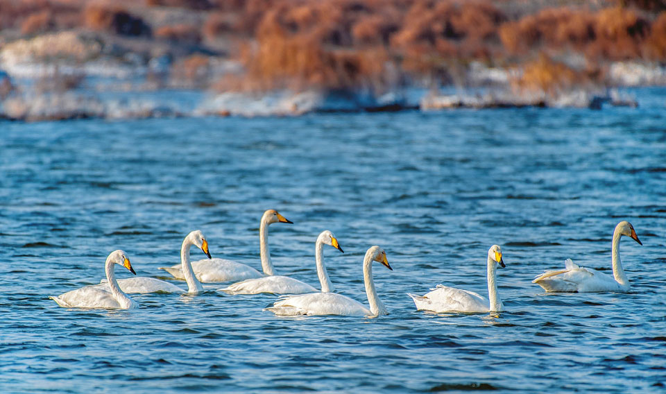 鹽湖迎來越冬白天鵝前來越冬的白天鵝或嬉戲、或飛翔、或覓食，成為一道美麗的風景