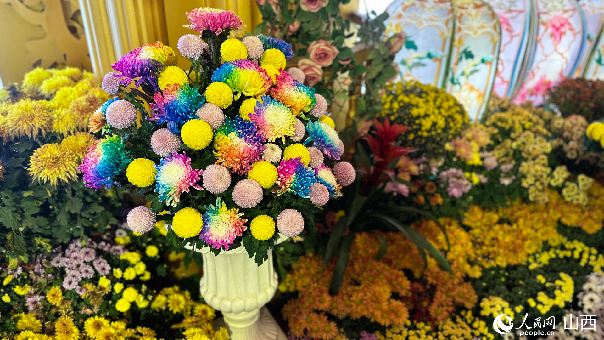 七彩炫菊。人民網記者 董童攝