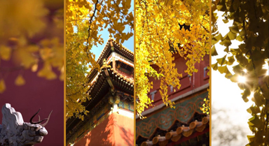 故宮銀杏葉含“金”量已拉滿