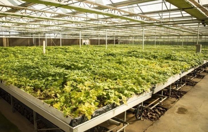 嵐縣連棟智能日光溫室