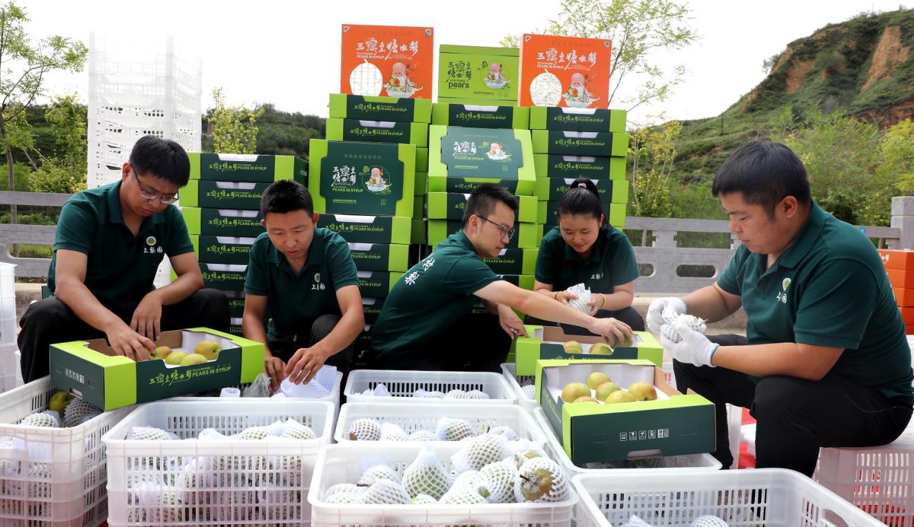 玉露香梨分選包裝發往各地市場