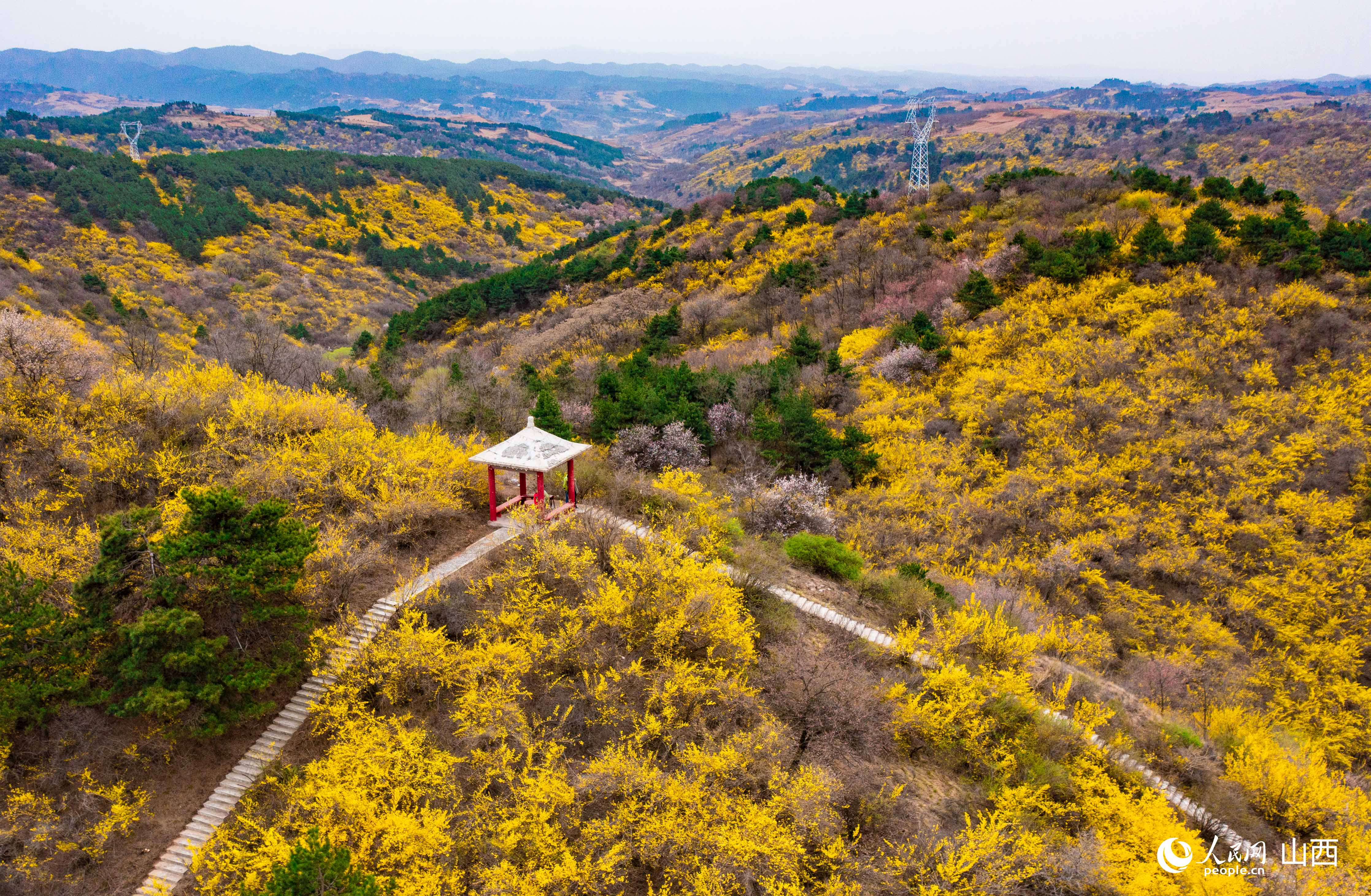 安澤縣黃花嶺景區連翹花海美如畫。