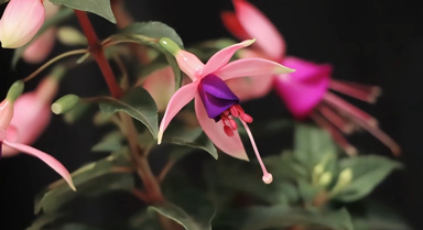 延時鏡頭下的燈籠花開