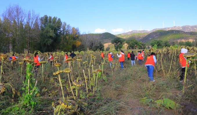 “搶收小分隊”參與田間搶收