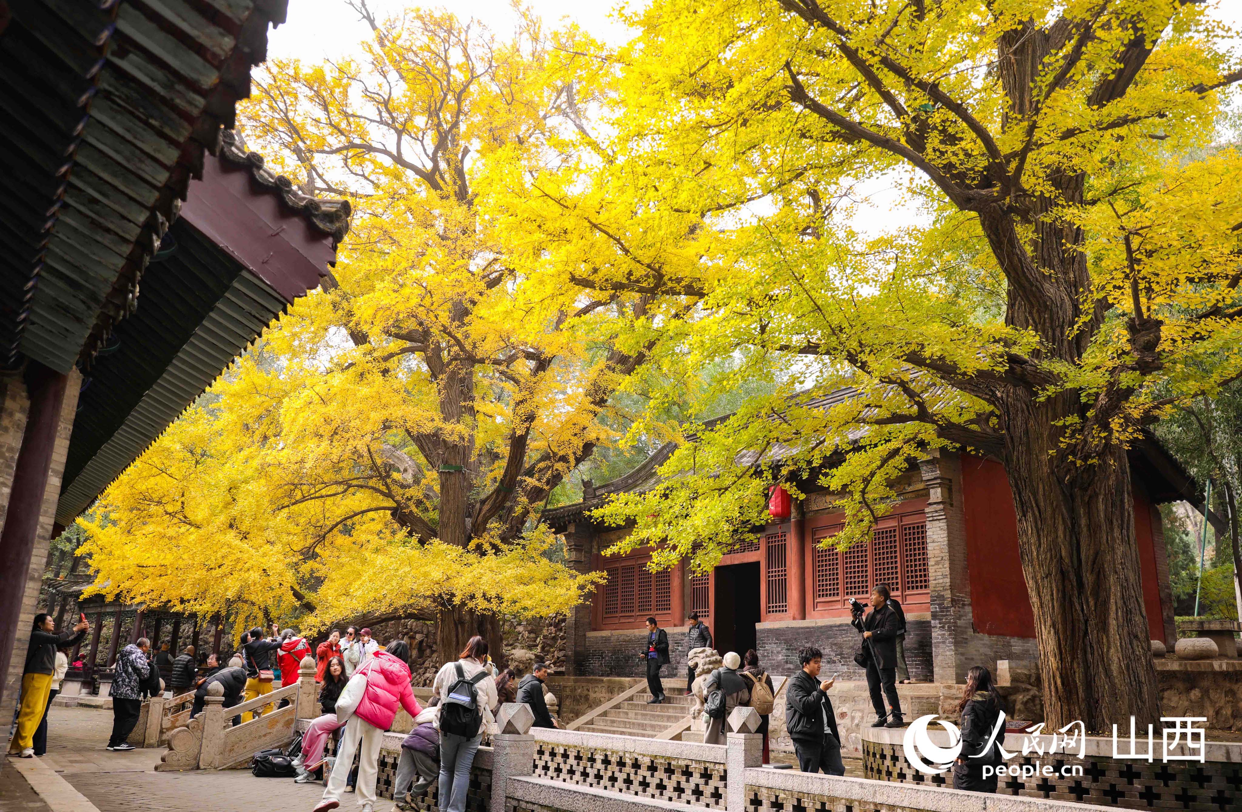 游人在兩株500年樹齡的銀杏樹下打卡拍照。人民網記者 王帆攝